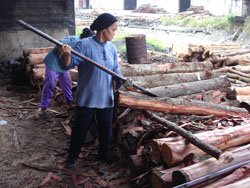 charcoal production in Kuala Sepetang